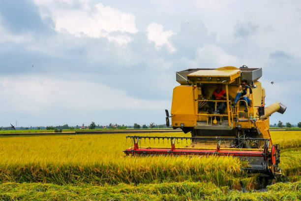 istock Agriculture: Paddy Field in Malaysia 1199735669