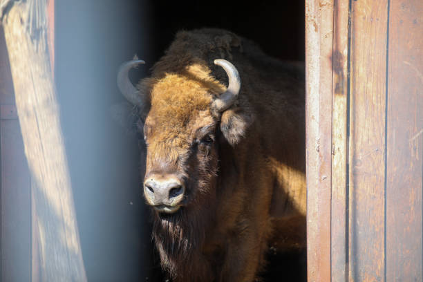 European bison (Bison bonasus), also known as wisent, auroch in a paddock at farmyard