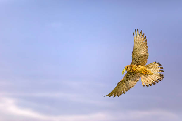 istock Flying falcon kestrel. Little kestrel. Blue sky background. 1199736603