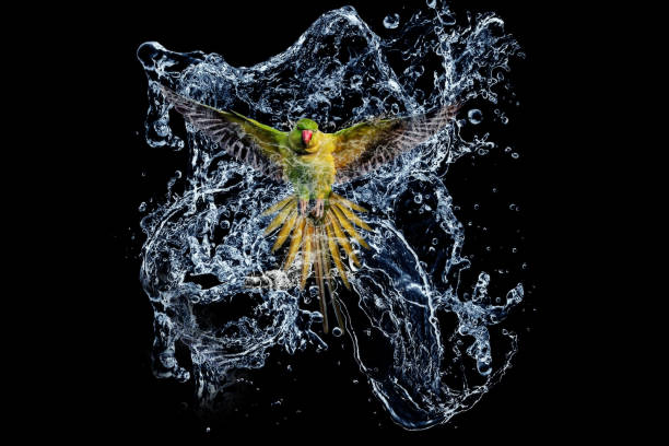 istock Abstract nature and bird. Black background. 1199737531