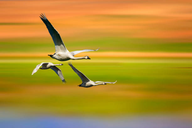 istock Flying bird. Colorful motion blur background. 1199737831