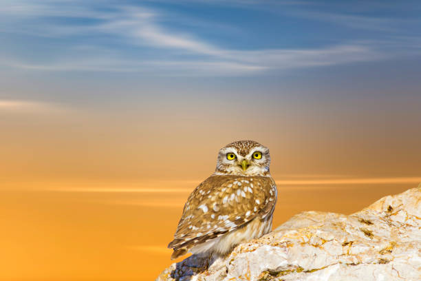 istock Little owl. Orange blue sky background. 1199737924