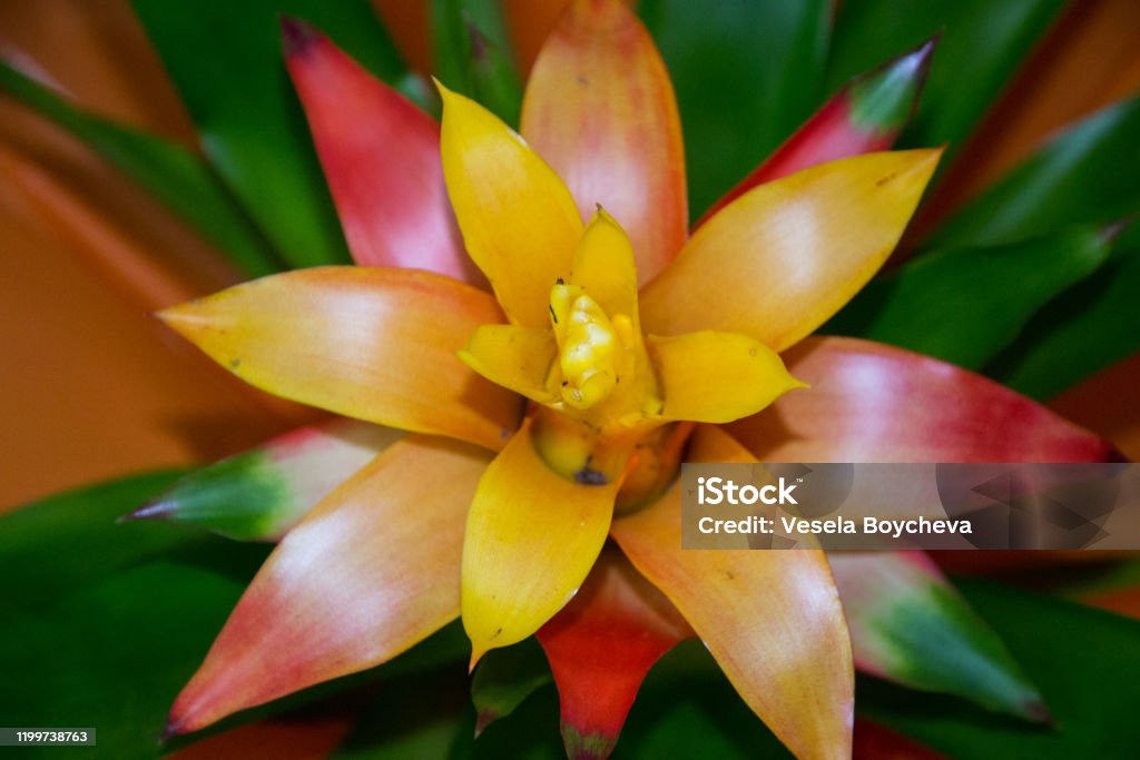 Yellow And Orange Exotic Bromelia Flower Blossoming Vivid Colors And Green  Foliage Tropical Pineapple Bloom Stock Photo - Download Image Now - iStock