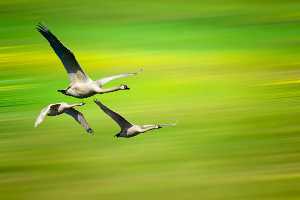 istock Flying swans. Green motion blur background. 1199738943