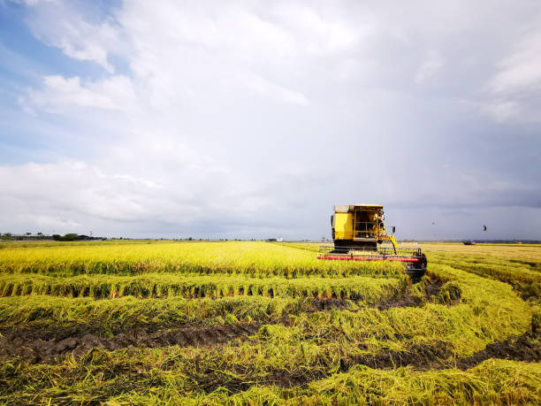 istock Agriculture: Paddy Field in Malaysia 1199738967