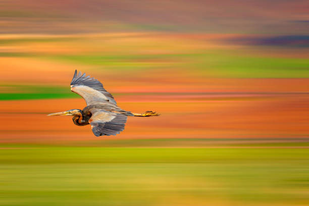 Motion blur.