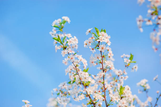 istock Selective focus beautiful cherry blossom in the garden against the blue sky. 1199740921