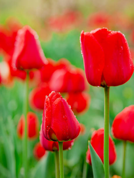 istock One red tulip focus on blurred tulip field background. 1199740950