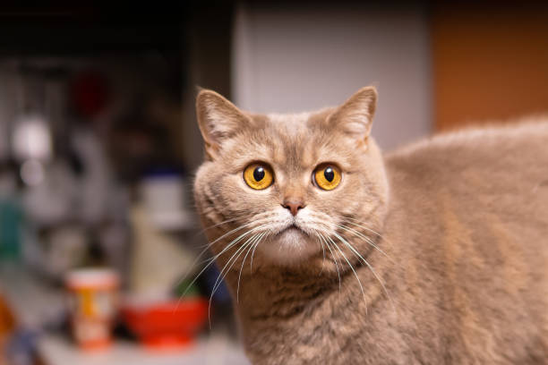 istock scottish straight cat close-up 1199742116