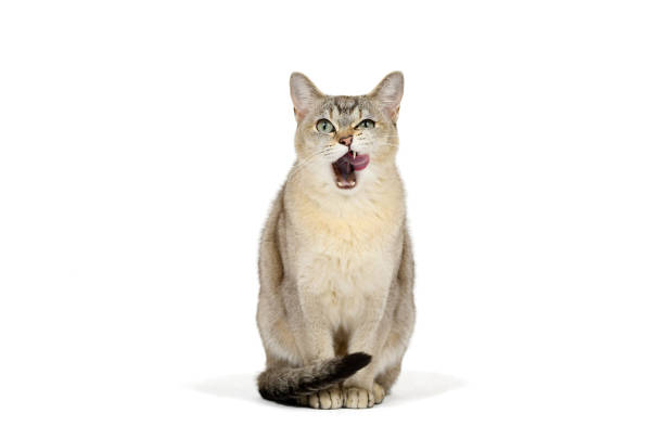 istock Licking Burmilla cat, isolated on white 1199742207