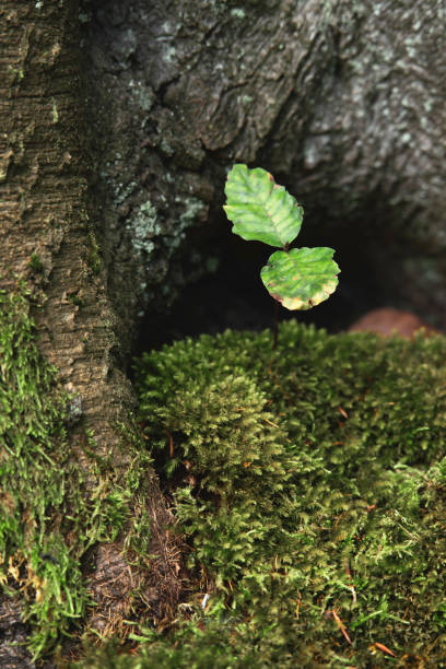 istock Fresh young tree growing in hole of old trunk. 1199742254