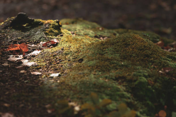 istock Brown fallen leaves on mossy forest ground. 1199742257