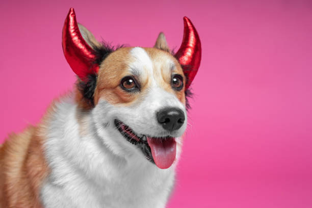 분홍색 배경에 미소, 그의 머리에 재미있는 머리 금지 뿔 악마와 귀여운 웨일스 어 코기 펨 브로크 강아지의 초상화. 발렌타인 데이 카드 - devil dogs 뉴스 사진 이미지