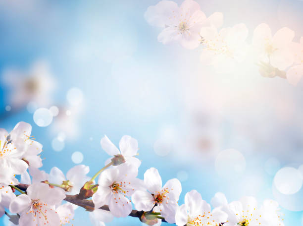 istock Blossom tree over nature background. Spring flowers. Spring Background 1199742560