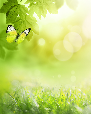 Closeup nature view of green leaf and butterfly on blurred greenery background in garden with copy space and background natural green plants landscape, ecology