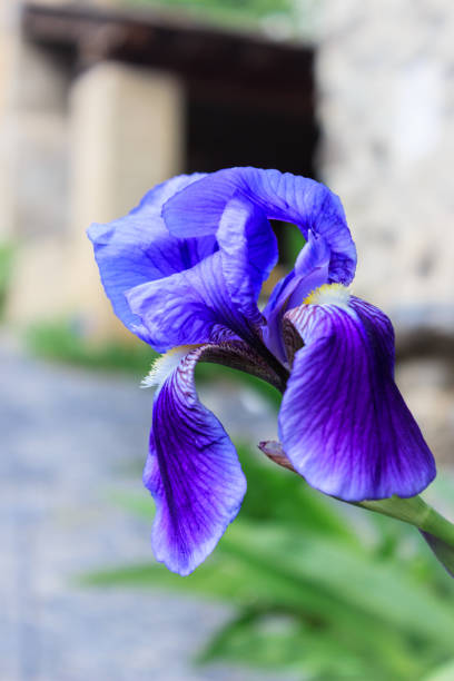 istock Spring background with Flowering violet Iris in Early Spring. 1199742617
