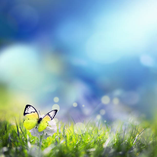 istock Green meadow with spherical white flower at dawn. Summer landscape 1199742647