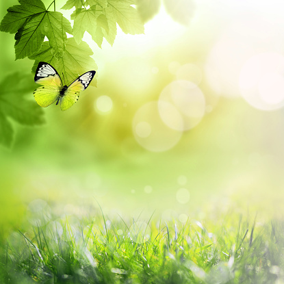 Closeup nature view of green leaf and butterfly on blurred greenery background in garden with copy space and background natural green plants landscape, ecology