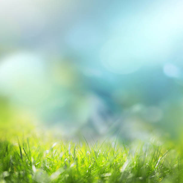 istock Green meadow with blue sky and grass. Summer background. 1199743242