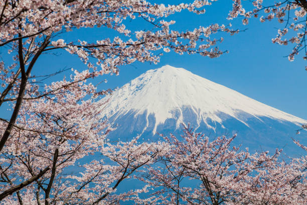 istock Mt. Fuji Through Cherry Blossom Trees 1199744035