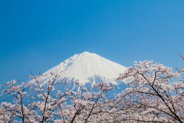 istock Mt. Fuji Through Cherry Blossom Trees 1199744040