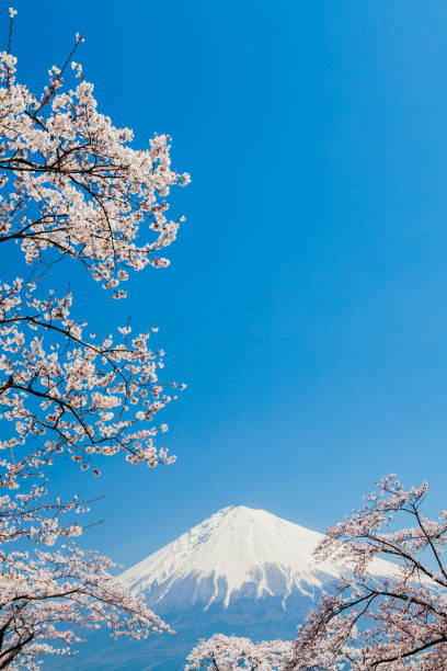 istock Mt. Fuji Through Cherry Blossom Trees 1199744041