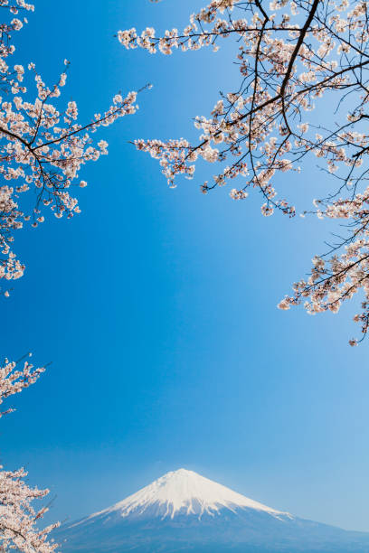 mt. fuji through cherry blossom trees - spring vertical cherry blossom color image imagens e fotografias de stock