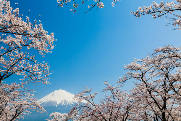 istock Mt. Fuji Through Cherry Blossom Trees 1199744048