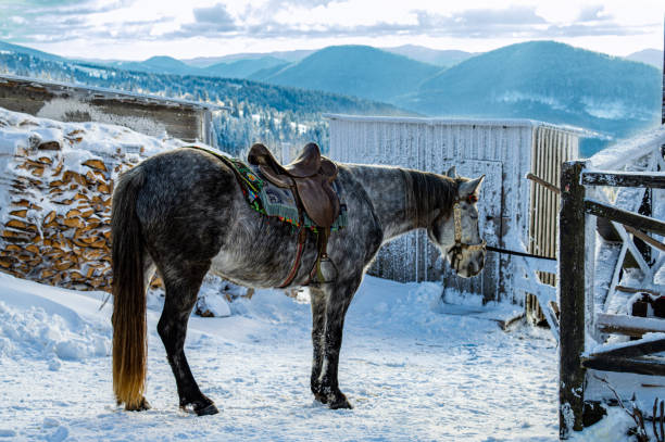 istock Horse on winter mountains background 1199744980