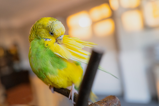 Cotorra de budgerigar amarilla y verde sentada en una percha en el interior predominando sus plumas de las alas. photo