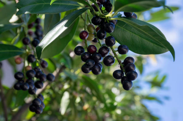 arbusto de laurel de cerezo prunus laurocerasus, madurando frutas en las ramas - black cherries fotografías e imágenes de stock