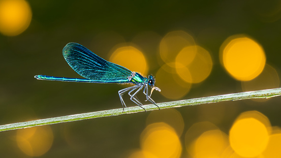 Predatory damselfly eating a caught prey. Cute blue insect with closed wings. Zygoptera, entomology. Yellow bokeh on background