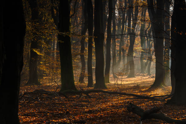 istock Sun rays between the tree trunks on a forest ground covered with autumn leaves 1199745956