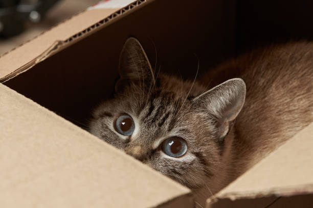domestic tabby cat hiding at paper box. domestic pet stock photo