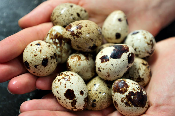 quail eggs in hand stock photo