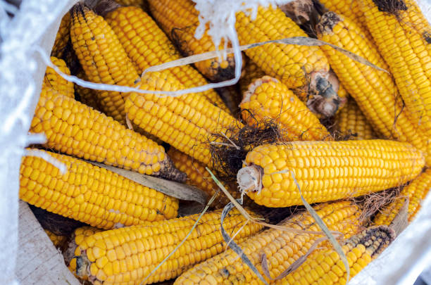 corn cob in a bag - agriculture close up corn corn on the cob imagens e fotografias de stock