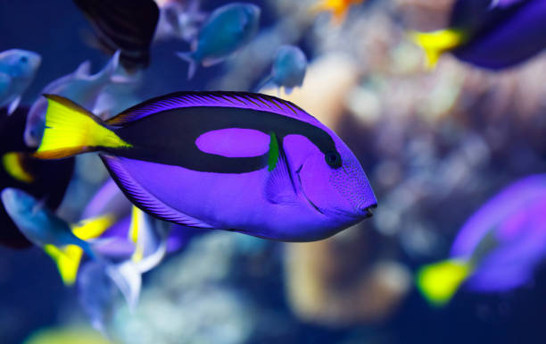 istock Fish Paracanthurus Hepatus 1199755365