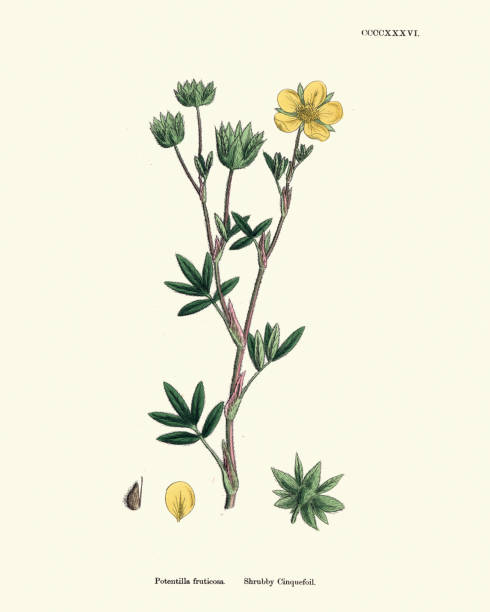 Natural History, Botany, Foral print, Dasiphora fruticosa, shrubby cinquefoil Vintage engraving of Dasiphora fruticosa is a species of hardy deciduous flowering shrub in the family Rosaceae. Common names include shrubby cinquefoil, golden hardhack, bush cinquefoil, shrubby five-finger, and widdy. 19th Century potentilla anserina stock illustrations