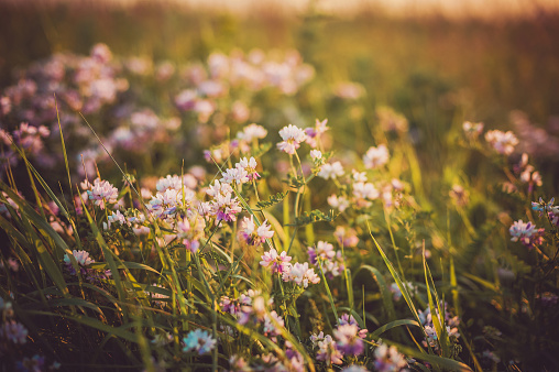 Hierbas silvestres con pequeñas flores blancas violetas a la luz del sol. Vista de prado al atardecer con flores