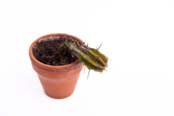 Dead cactus in a pot isolated on white backrgound. Male potency problem concept. stock photo