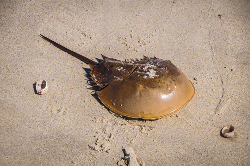 An Atlantic horseshoe crab (Limulus polyphemus) found on a Cape Cod beach.  The eggs of this creature are an important food source for seabirds as well as in medicines.