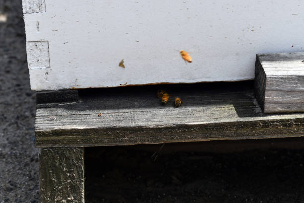 istock A few honeybees returning to have 1199760348
