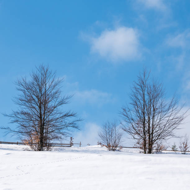 istock Trees in the field in winter. 1199762486