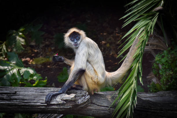A Spider Monkey pauses to nibble on some foraged food