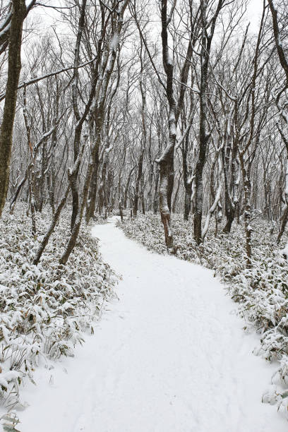 istock Winter Trail, Jeju Islannd 1199764993