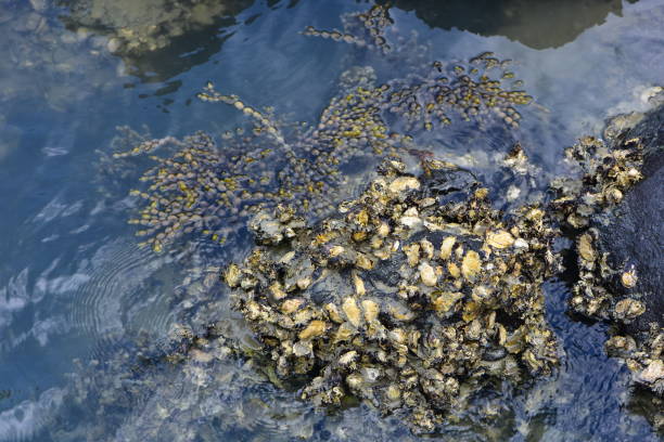 oyster shells in rock pool - pacific oyster imagens e fotografias de stock
