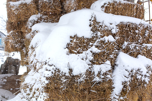 Hay bales crushed by snow close up.