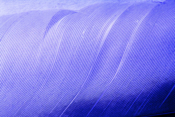 istock background of bird feather. macro photography 1199773490