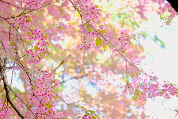 istock wild himalayan sakura cherry blossom flower. blooming pink flora tree 1199773744