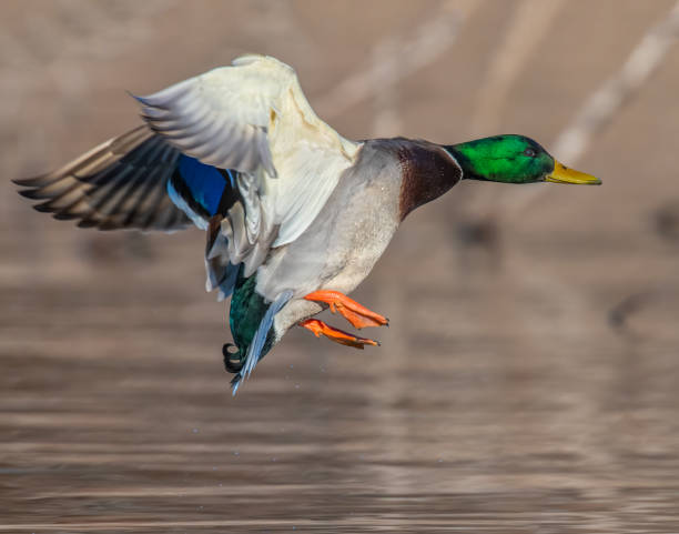 istock Mallard Drake in flight 1199777123